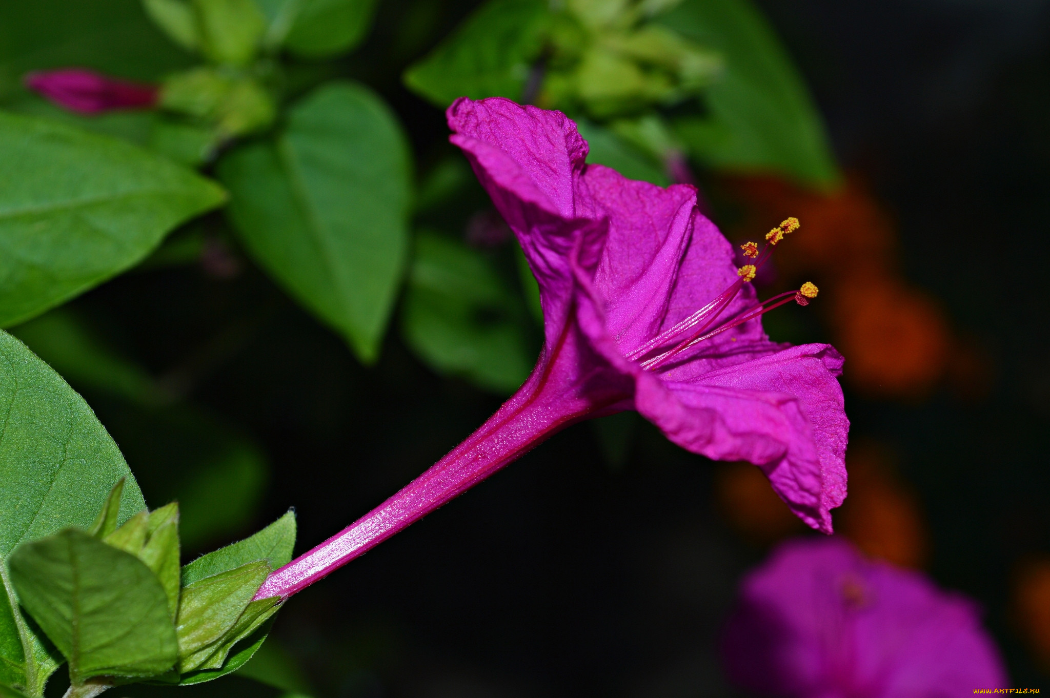 ночная красавица цветок фото многолетний